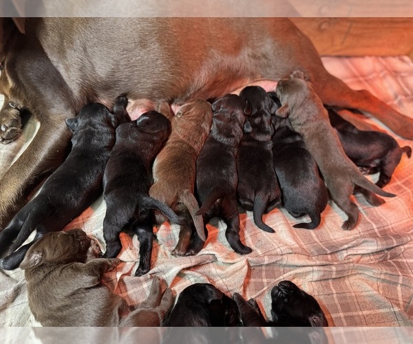 Medium Photo #1 Labrador Retriever Puppy For Sale in BEECHER CITY, IL, USA