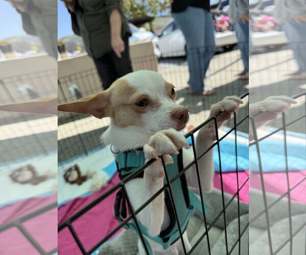 Medium Photo #2 Chihuahua Puppy For Sale in Lake Elsinore, CA, USA