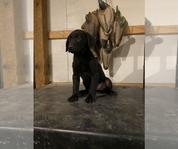 Medium Photo #5 Labrador Retriever Puppy For Sale in EDMOND, OK, USA