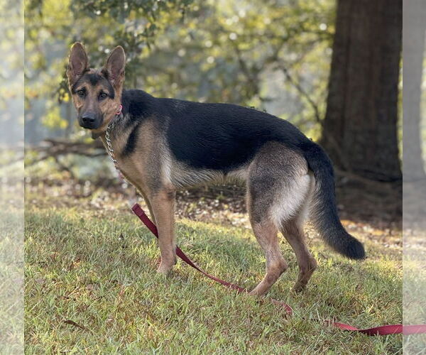 Medium Photo #2 German Shepherd Dog Puppy For Sale in Attalka, AL, USA