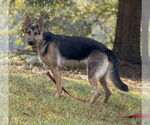 Small #1 German Shepherd Dog