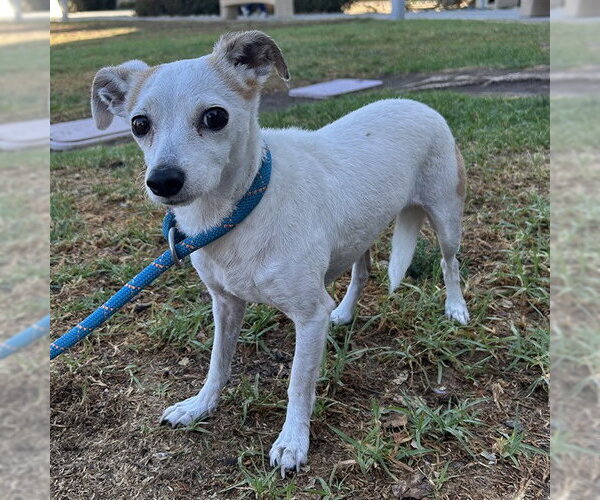 Medium Photo #3 Chihuahua Puppy For Sale in Riverside, CA, USA