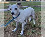 Small #2 Chihuahua