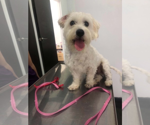 Medium Photo #1 Maltese-Unknown Mix Puppy For Sale in Escondido, CA, USA