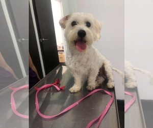 Maltese-Unknown Mix Dogs for adoption in Escondido, CA, USA