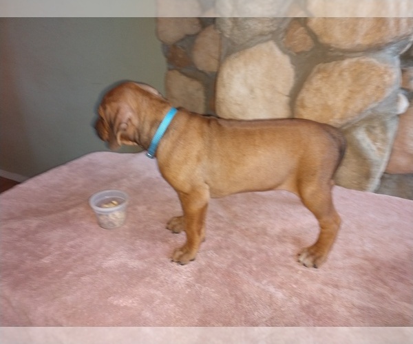 Medium Photo #2 Rhodesian Ridgeback Puppy For Sale in CHILOQUIN, OR, USA