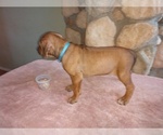 Small Photo #2 Rhodesian Ridgeback Puppy For Sale in CHILOQUIN, OR, USA