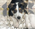Small #1 Labrador Retriever Mix