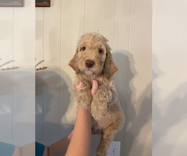 Medium Photo #6 Goldendoodle Puppy For Sale in TRINITY, NC, USA
