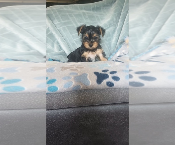 Medium Photo #3 Yorkshire Terrier Puppy For Sale in BENSON, NC, USA