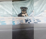 Small #2 Yorkshire Terrier