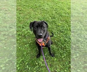 Mutt Dogs for adoption in London, Ontario, Canada