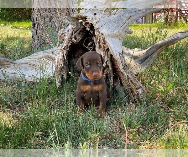 Medium Photo #12 Doberman Pinscher Puppy For Sale in CHEYENNE, WY, USA