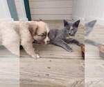 Small Photo #6 Black Mouth Cur-Labrador Retriever Mix Puppy For Sale in DUNNELLON, FL, USA
