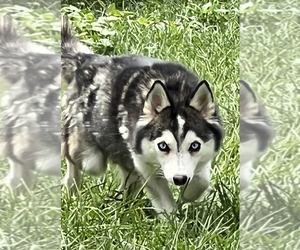 Mother of the Alaskan Klee Kai puppies born on 02/06/2023