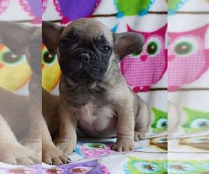 French Bulldog Puppy for sale in TAMPA, FL, USA