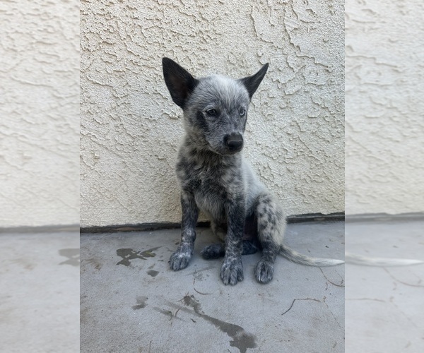 Medium Photo #2 Texas Heeler Puppy For Sale in SIMI VALLEY, CA, USA