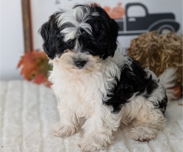 Medium Photo #77 ShihPoo Puppy For Sale in GOSHEN, IN, USA
