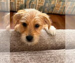 Small Mutt