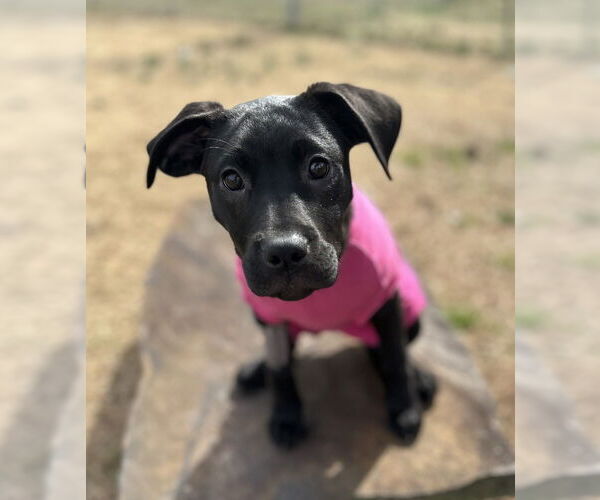 Medium Photo #4 Labrador Retriever-Unknown Mix Puppy For Sale in Boston, MA, USA