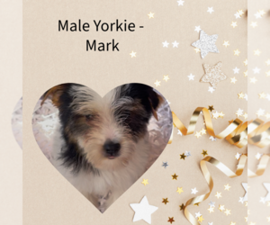 Yorkshire Terrier Puppy for sale in AZLE, TX, USA