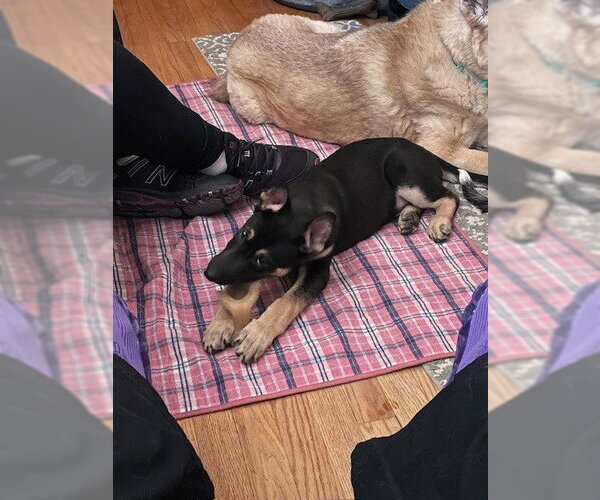 Medium Photo #2 German Shepherd Dog Puppy For Sale in Kansas City, MO, USA