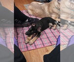 Small #1 German Shepherd Dog