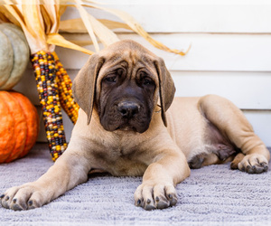 Mastiff Litter for sale in WAKARUSA, IN, USA