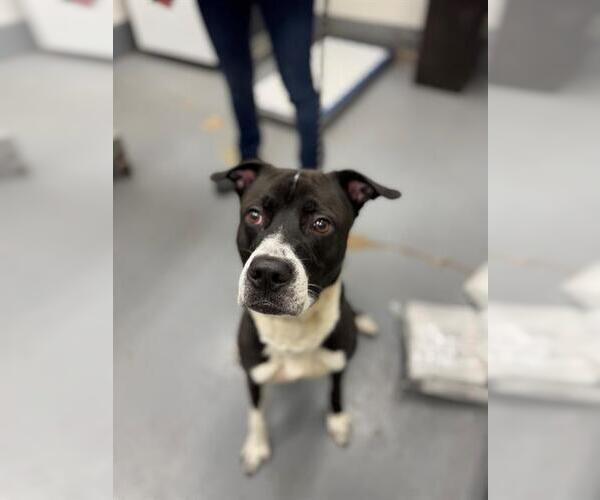 Medium Photo #1 Mutt Puppy For Sale in Peoria, IL, USA