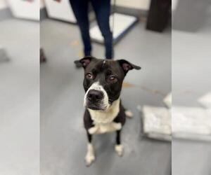 Mutt Dogs for adoption in Peoria, IL, USA