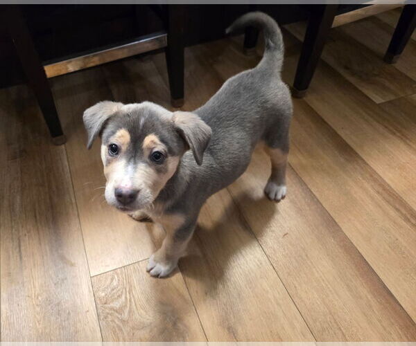 Medium Photo #1 Siberian Husky-Unknown Mix Puppy For Sale in Hillsboro, MO, USA