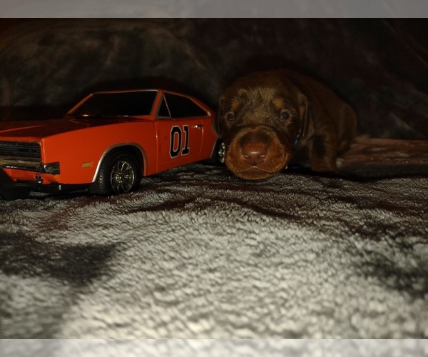 Medium Photo #9 Doberman Pinscher Puppy For Sale in BENTON, KY, USA