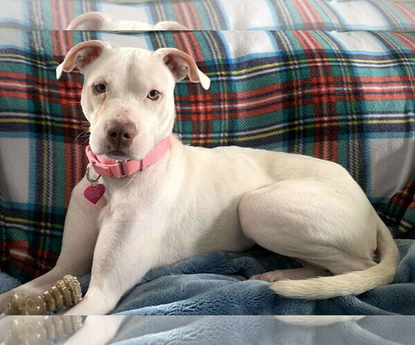 Medium Photo #1 Mutt Puppy For Sale in Catasauqua, PA, USA