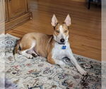 Small Photo #6 Basenji-Unknown Mix Puppy For Sale in Minneapolis, MN, USA