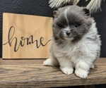 Small Photo #15 Pomeranian Puppy For Sale in GOSHEN, IN, USA