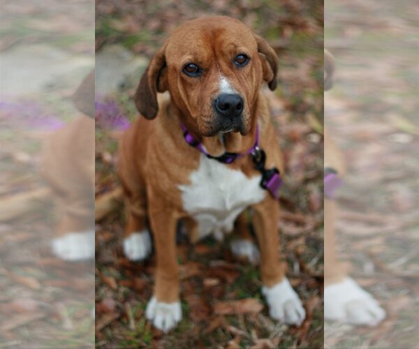 Medium Photo #1 Basset Hound-Redbone Coonhound Mix Puppy For Sale in Attalka, AL, USA