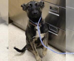 Mutt Dogs for adoption in Riverside, CA, USA