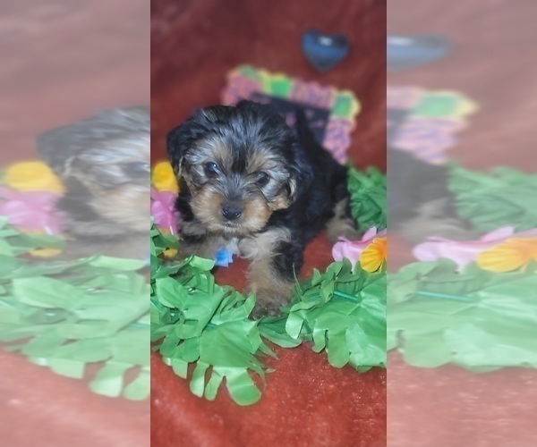 Medium Photo #12 Yorkshire Terrier Puppy For Sale in AKRON, OH, USA