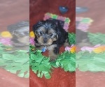 Small Photo #57 Yorkshire Terrier Puppy For Sale in AKRON, OH, USA