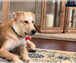 Small Photo #8 Collie-Labrador Retriever Mix Puppy For Sale in Grafton, WI, USA