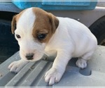 Puppy Female 1 Parson Russell Terrier