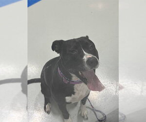 Mutt Dogs for adoption in Temple, TX, USA