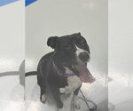Small Mutt