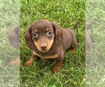 Small #2 Dachshund