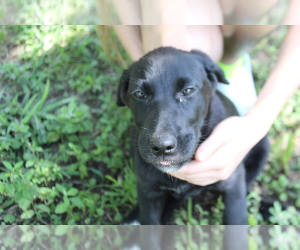 Medium Photo #9 Labrador Retriever-Mutt Mix Puppy For Sale in LOVELADY, TX, USA