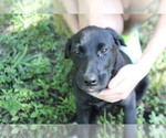 Small #8 Labrador Retriever-Mutt Mix