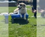 Small #11 Anatolian Shepherd Mix