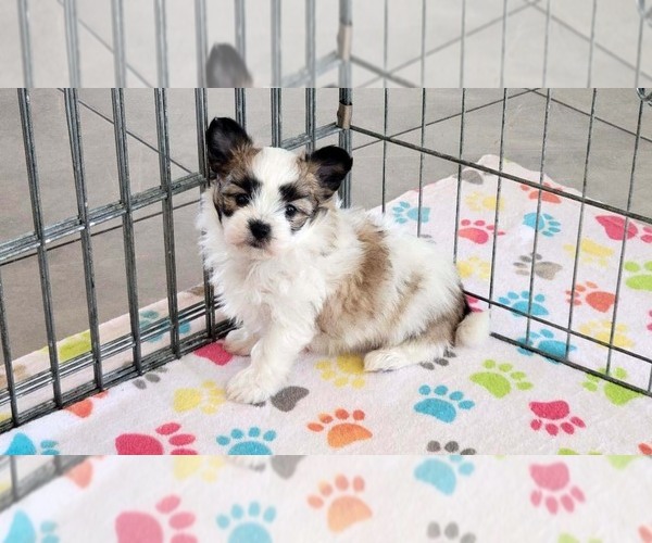 Medium Photo #12 Papitese Puppy For Sale in ORO VALLEY, AZ, USA