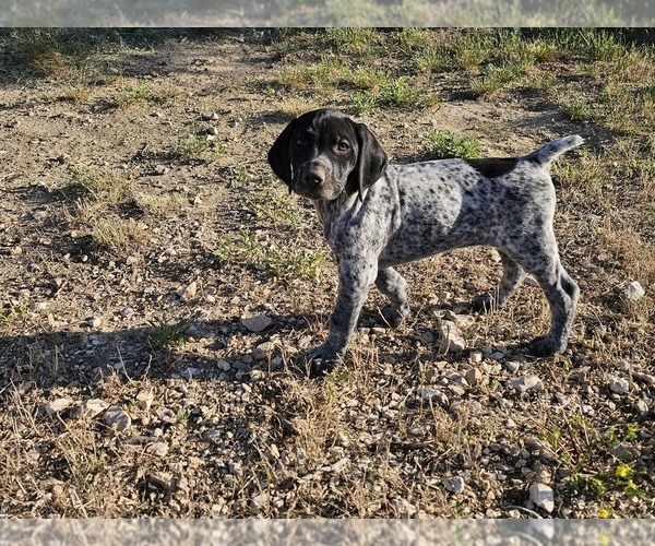 Medium Photo #66 German Shorthaired Pointer Puppy For Sale in EVANSVILLE, WY, USA