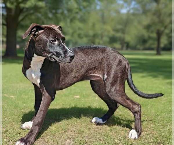 Medium Photo #7 Mutt Puppy For Sale in Talladega, AL, USA